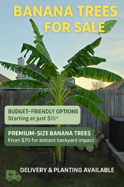 🌴 BANANAS On Banana 