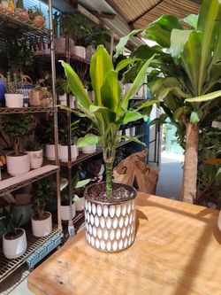 Dracaena Cane Indoor Plant