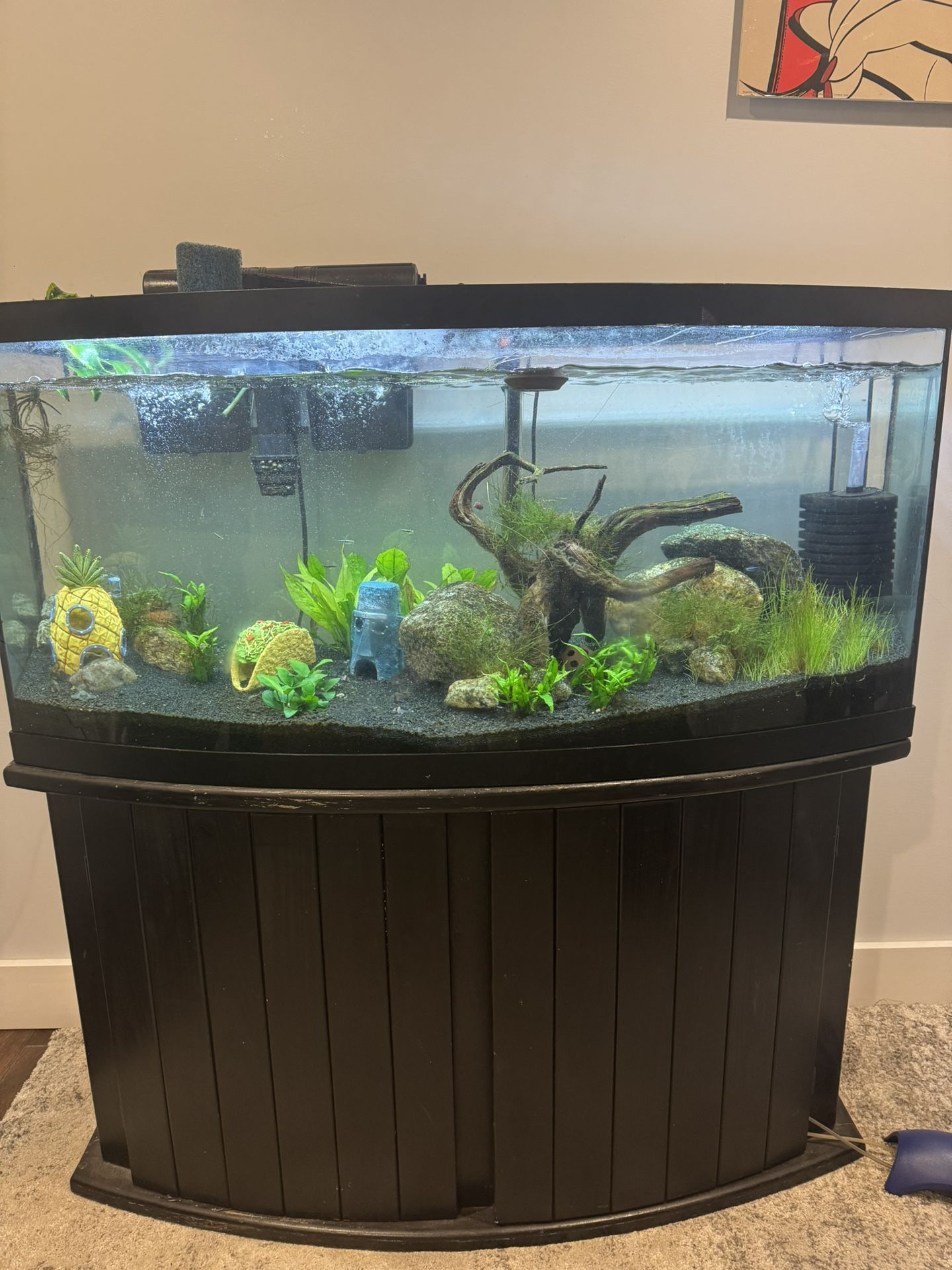 75 Gallon Bow Front Aquarium with Stand