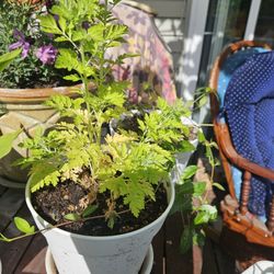 Garden Live Feverfew Plant, Blooming White