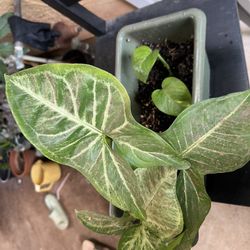 Syngonium/ Pothos 