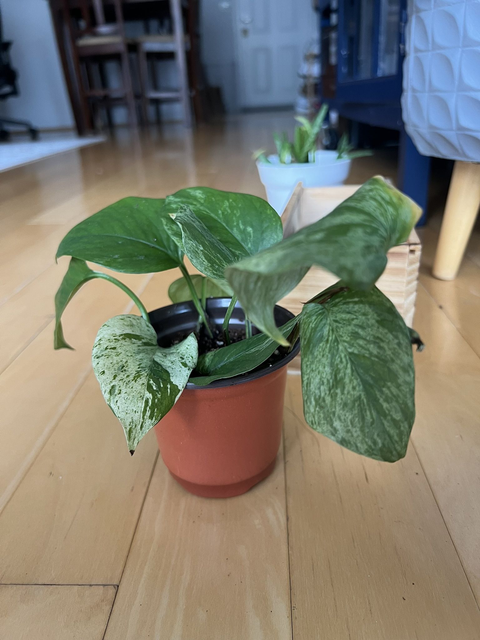 Pothos