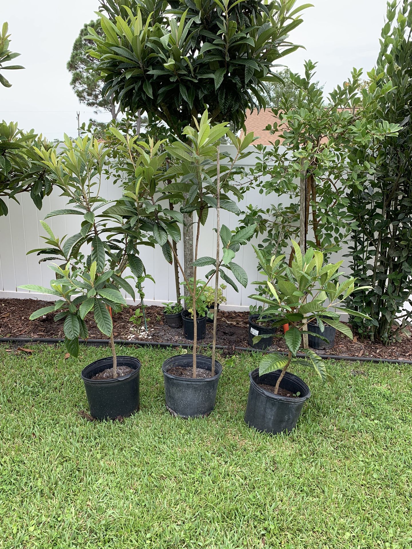 Loquat trees