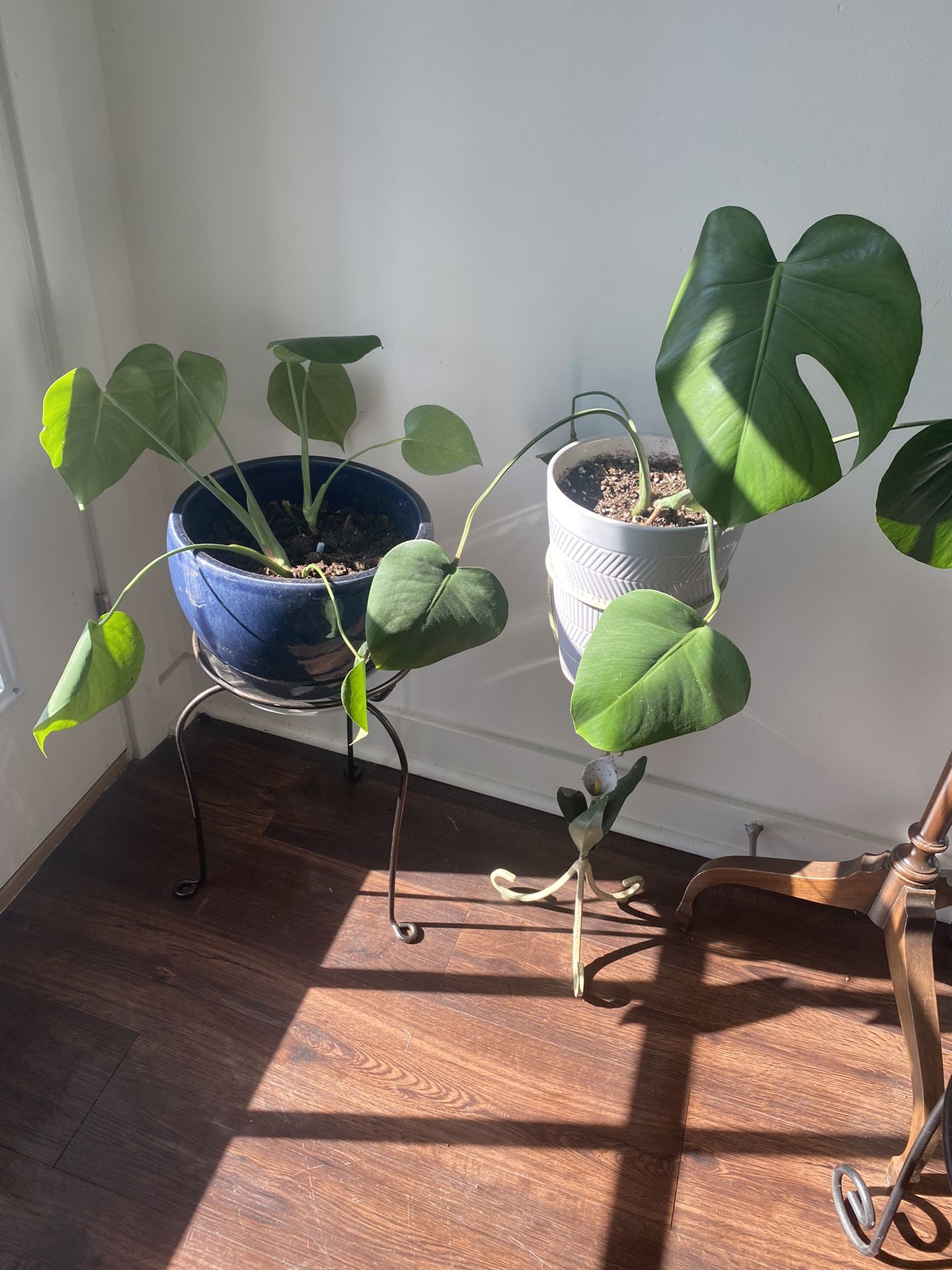 Monsterra Plants And Stand