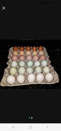 Fresh Free range chicken eggs On High Protein Diet
