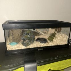 Reptile Terrarium 