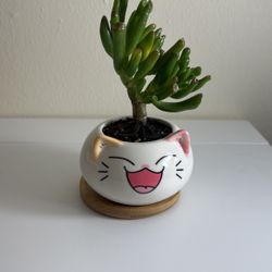 Jade Plant