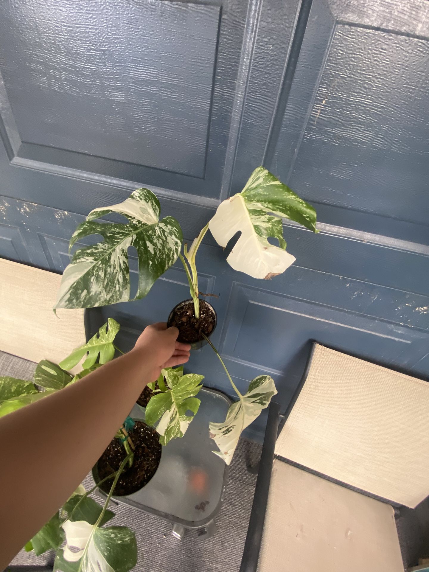 Monstera Albo White Tiger