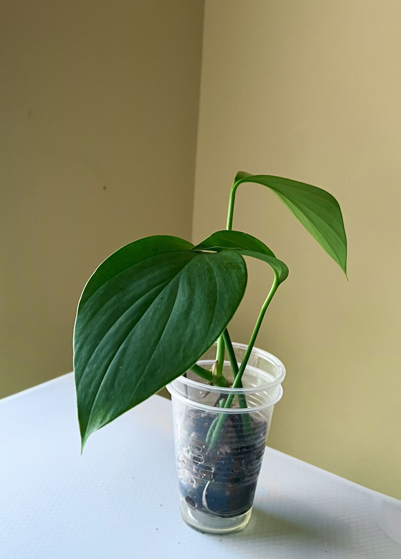 Philodendron Dragon’s Tail