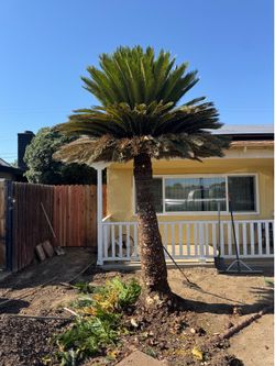 8 ft+ Sego Palm