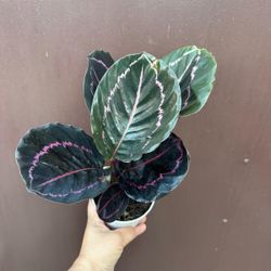 4” calathea dotty 