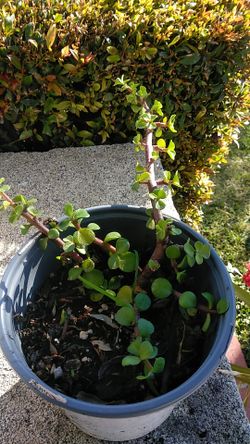 Planta
