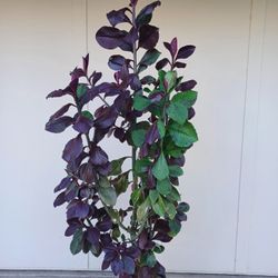 African Milk Bush Plant 