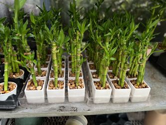 Lucky bamboo in small 2.5-inch square ceramic pot. SPECIAL PRICE 🤩