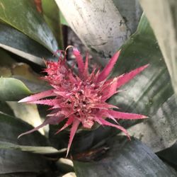 Aechmea Fasciata (silver Vase) Bromeliad 