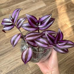 Tradescantia Nanouk in Water