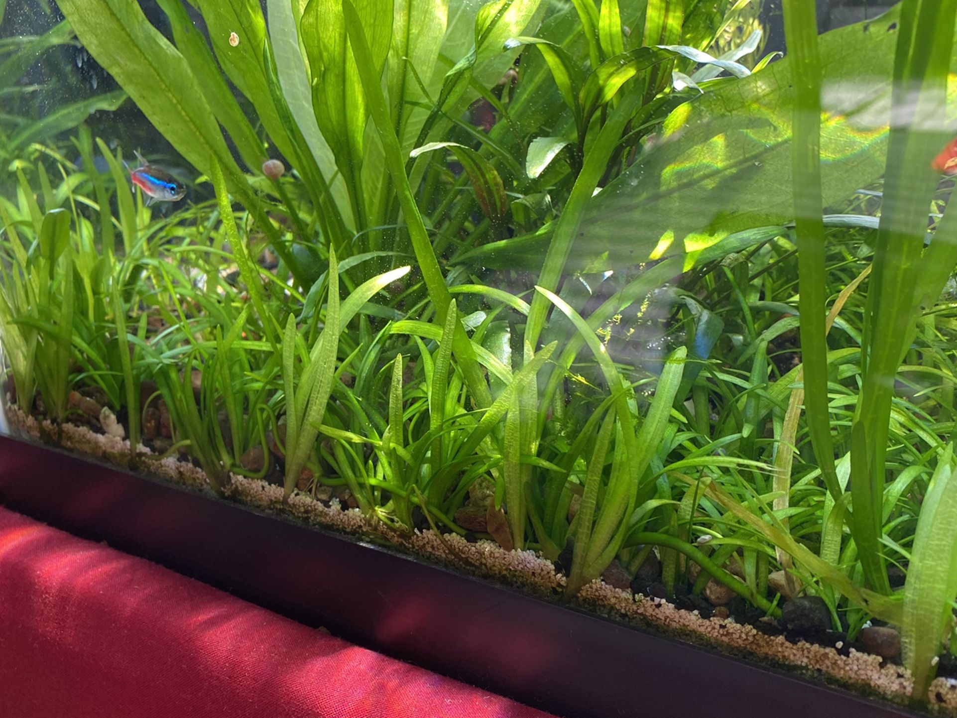 Aquarium Dwarf Sag Plants Fish Tank