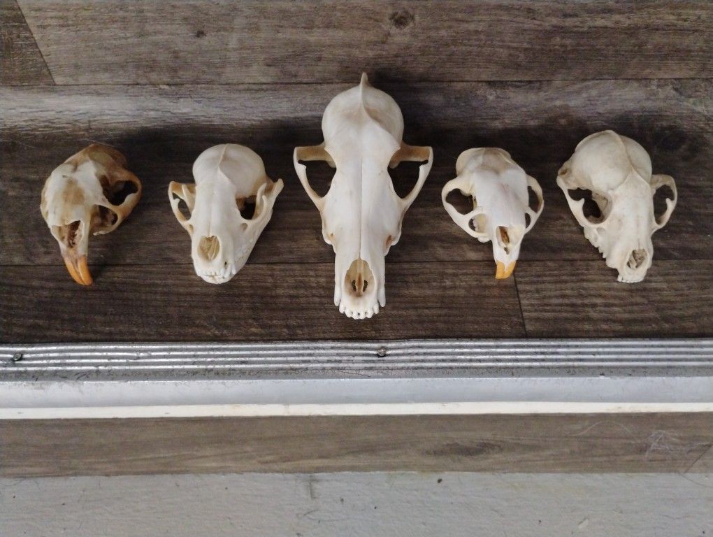 Oddities