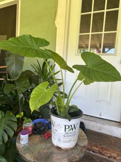 Elephant ear plant