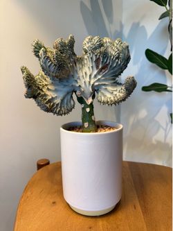 Cactus in ceramic pot