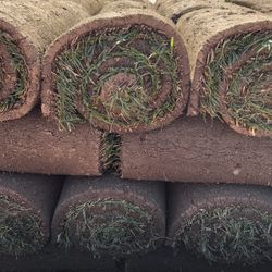 Sod (Fescue)