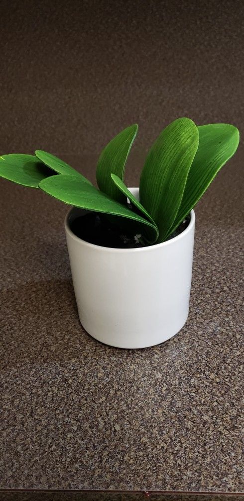 8in Faux House Plant 