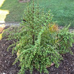 Elephant Bush or Dwarf Jade Plant.