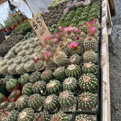 New Cactus In 5” Pots $8 Each 