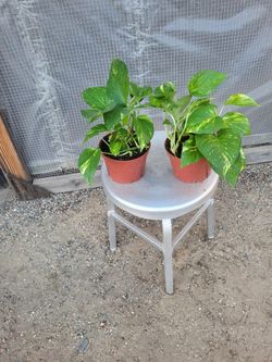 Golden Pothos Plant 6" Nursery Pot  $5 each