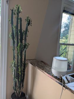 Euphorbia trigona/African milk tree Cactus