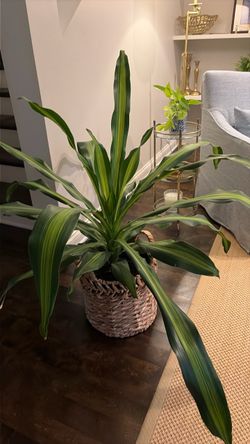 Extra large houseplant