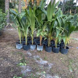 Coconut Plants 