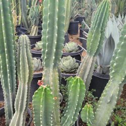 Apple Cactus 