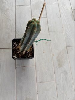 Cactus for sale