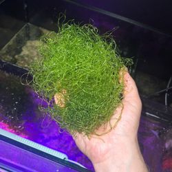 Cheato Macro Algae 
