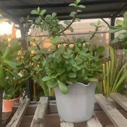 Jade Plant