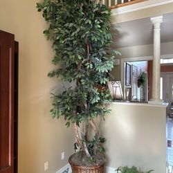 12 Foot Ficus Tree 