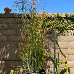 Firestick Succulents 