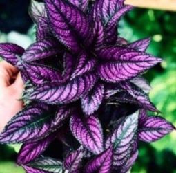 Beautiful Ornamental Plant