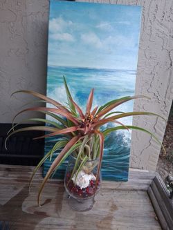 Blooming Airplant