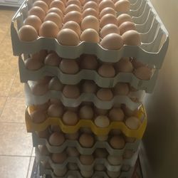 Organic Free Range Chicken Eggs 84 Eggs (7dozens) For 20-25$!