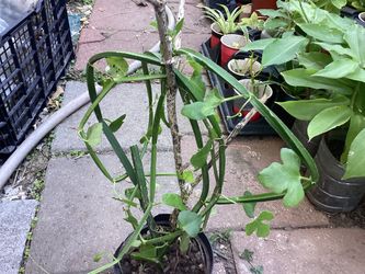 Adamant creeper Or hadjod plant