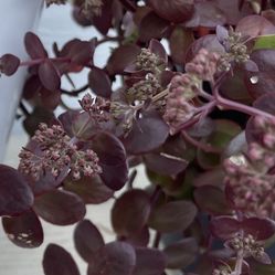 Red Sedum Perennial Succulent. See Description. 