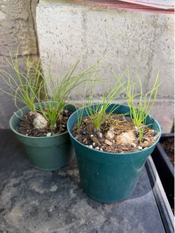Plants
