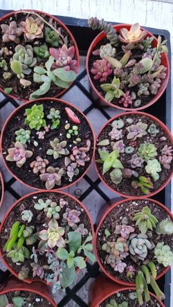 Small Succulent Pots
