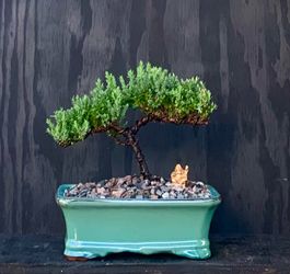 Bonsai Juniper