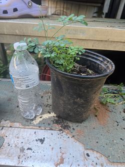 Rue herb plant/ planta de ruda