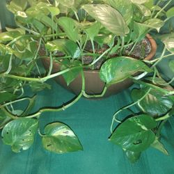 Large Golden Pothos Plant 