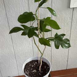 Philodendron Squamiferum aka Hairy