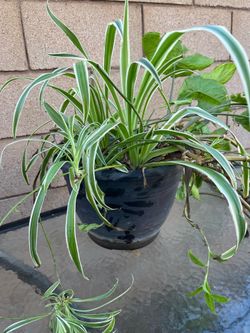 Big Plant